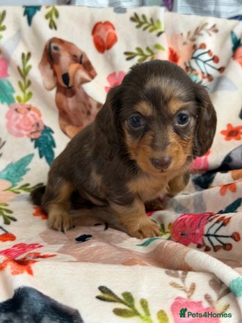 Miniature Dachshund dogs 2 left Long haired mini dachshund pups - Advert 12
