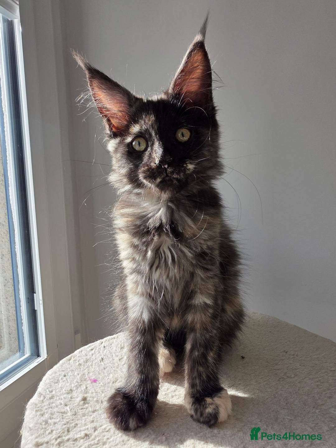 Maine Coon cats for sale: One TICA-Registered Maine Coon Kittens Available - Image 18