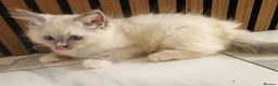 Ragdoll cats for sale: 🩷💕💝Stunning GCCF Registered Ragdoll Kittens😻😻 - Advert 30