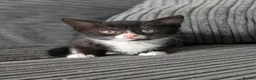 Domestic Shorthair cats for sale: 8 week old kittens - Advert 12