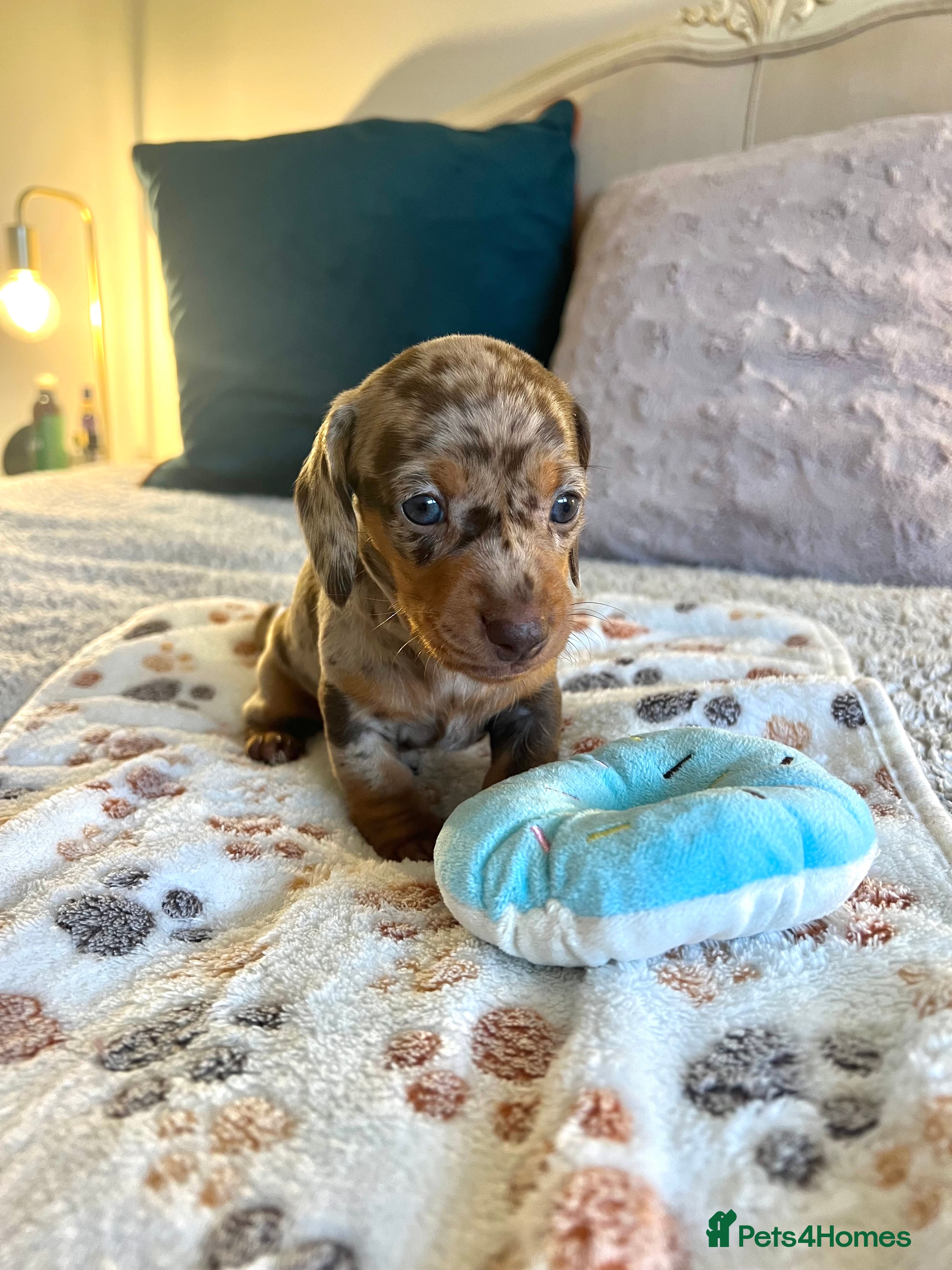 Miniature Dachshund dogs Stunning Miniature Dachshund Puppies! - Advert 1