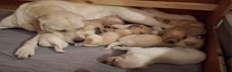Labrador Retriever dogs for sale: Labrador puppies ready to leave. - Advert 11