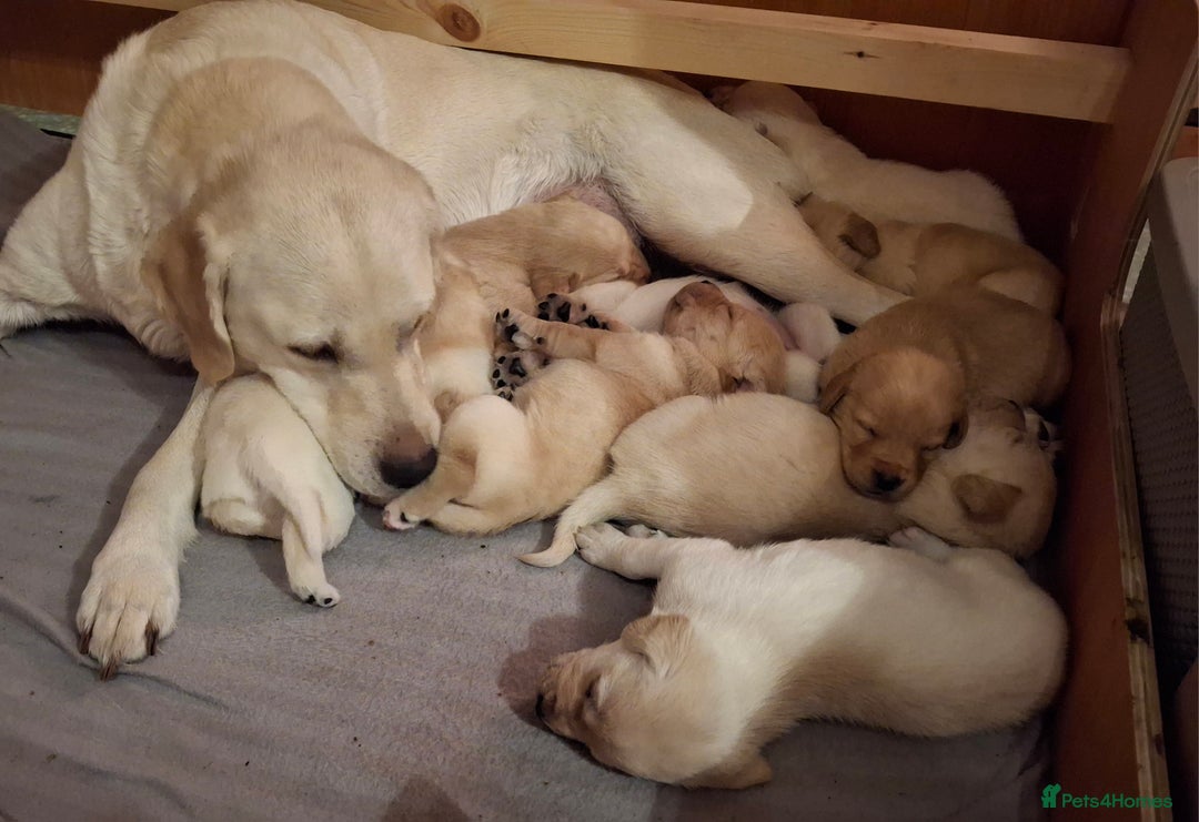 Labrador Retriever dogs for sale: Labrador puppies ready to leave. - Advert 11