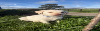 Labrador Retriever 2