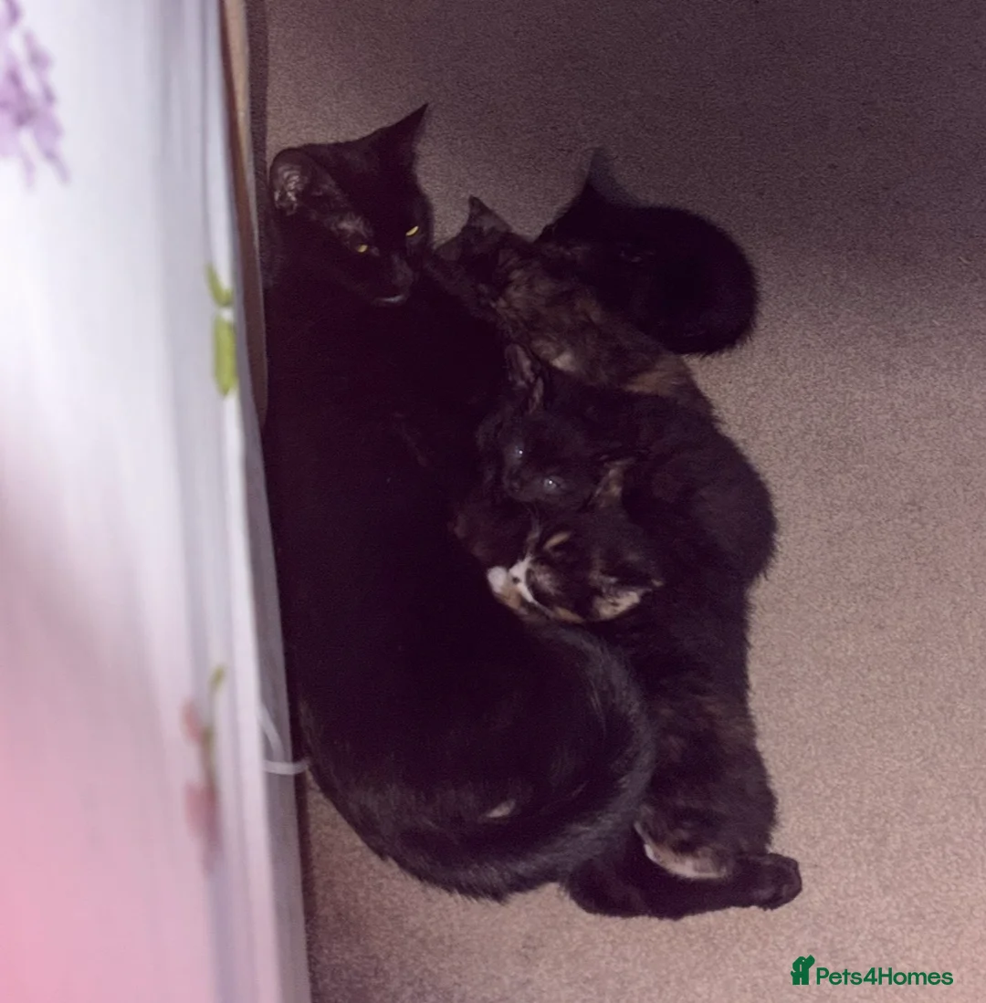 Mixed Breed cats for sale: Last Two Small Babies - Advert 5