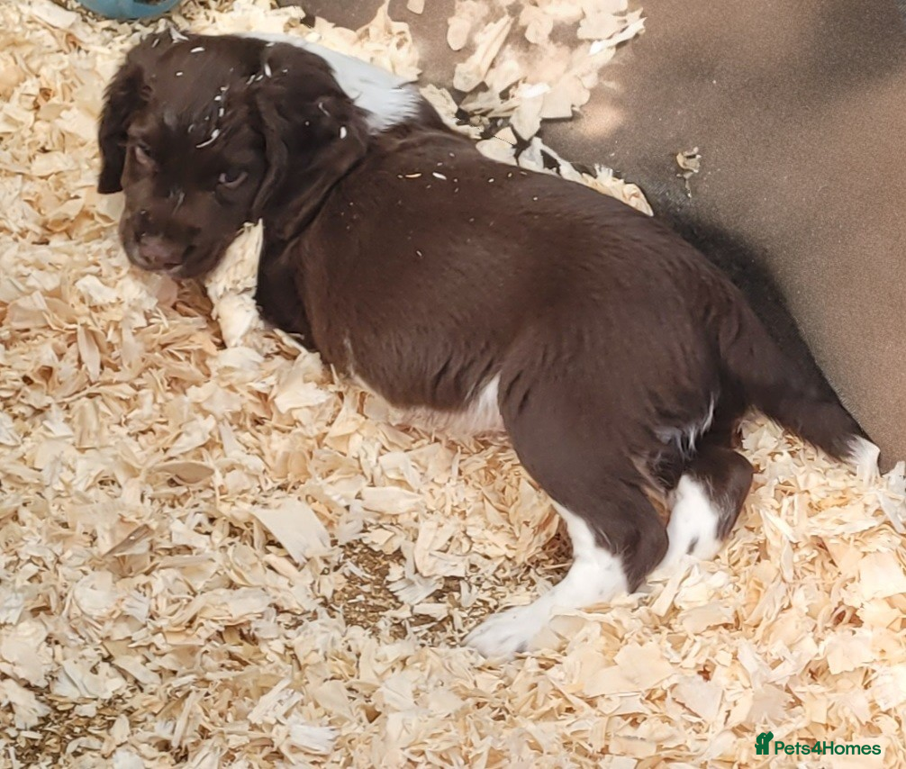 English Springer Spaniel dogs Liver and white boy springer spaniel  - Advert 16