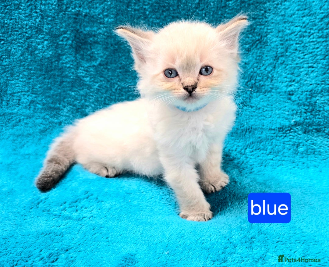 Ragdoll cats for sale: PEDIGREE GCCF REG CHAMPION LINE RAGDOLL KITTENS - Image 15