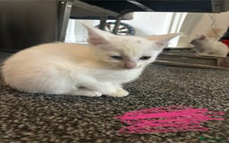 Mixed Breed cats for sale: 9 amazing kittens for rehoming (free) - Image 8