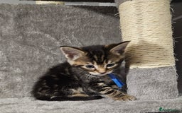 Russian Blue cats for sale: Mix Russian Blue and Maine Coon - Image 5