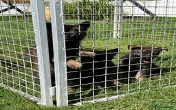 German Shepherd dogs for sale: German Shepherd Pups  - Image 23