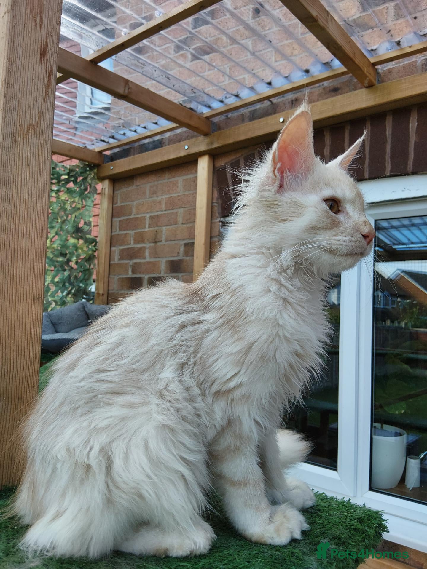 Maine Coon cats Red silver shaded boy - Advert 14