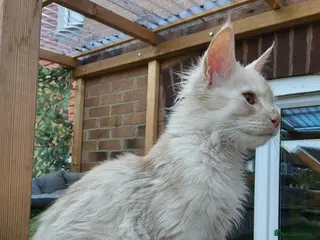 Maine Coon cats Red silver shaded boy - Advert 14