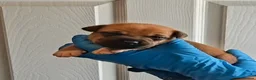 Staffordshire Bull Terrier dogs for sale: Red Staffordshire bull terrier pups - Advert 3