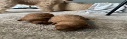 Toy Poodle dogs for sale: Gorgeous, healthy KC toy poodles  - Advert 5