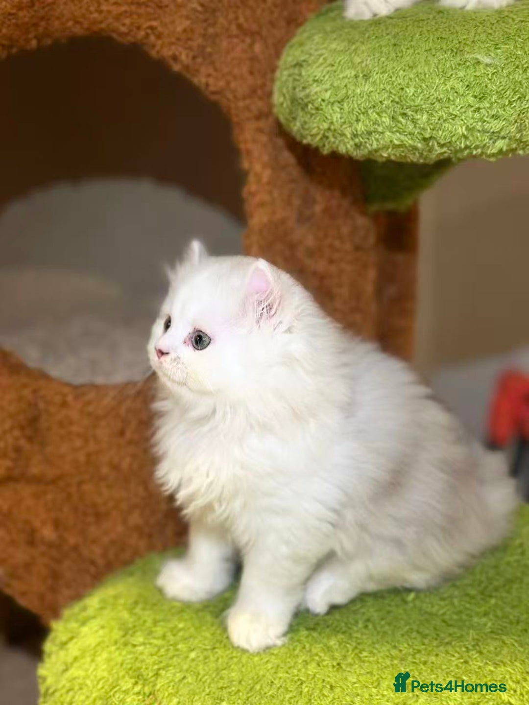 Munchkin cats for sale: Super stunning & rare Minuet - Image 32