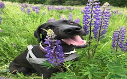 Mixed Breed dogs for sale: Loving energetic dog - Image 2