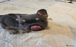 French Bulldog dogs for sale: 3x beautiful girl french bulldog puppies  - Advert 3