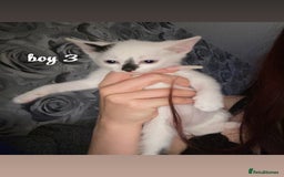 Mixed Breed cats for sale: beautiful kittens for sale(deposit required) - Image 9
