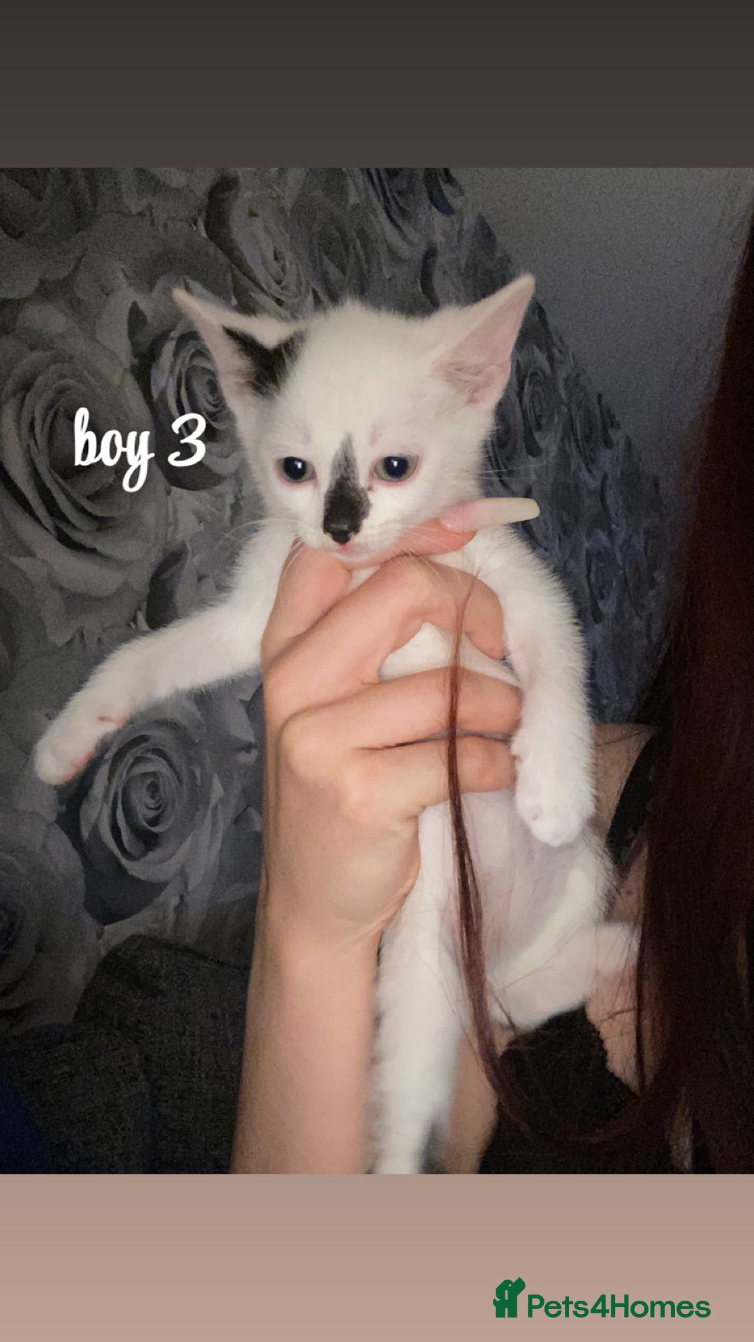 Mixed Breed cats for sale: beautiful kittens for sale(deposit required) - Image 9