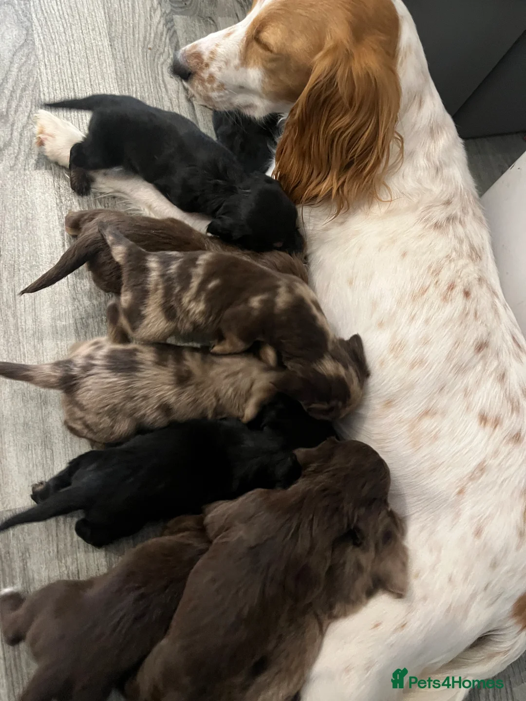 Mixed Breed dogs for sale: 9 STUNNING COCKER SPANIEL x DACHSHUND (DOCKER)PUPS - Advert 40