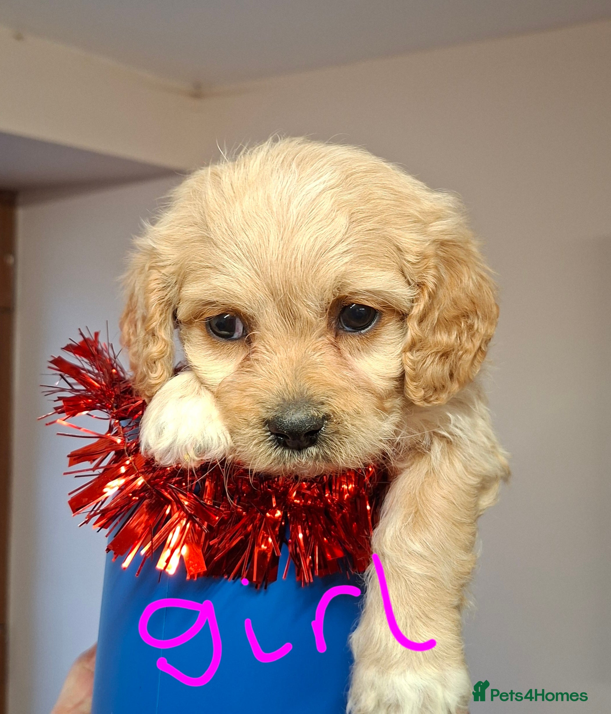 Cavachon dogs Cavachon puppies for sale! - Advert 8