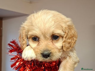 Cavachon dogs Cavachon puppies for sale! - Advert 2