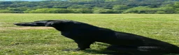Labrador Retriever dogs for sale: FTCH Drakeshead Labrador boys  in Whiston - Advert 2