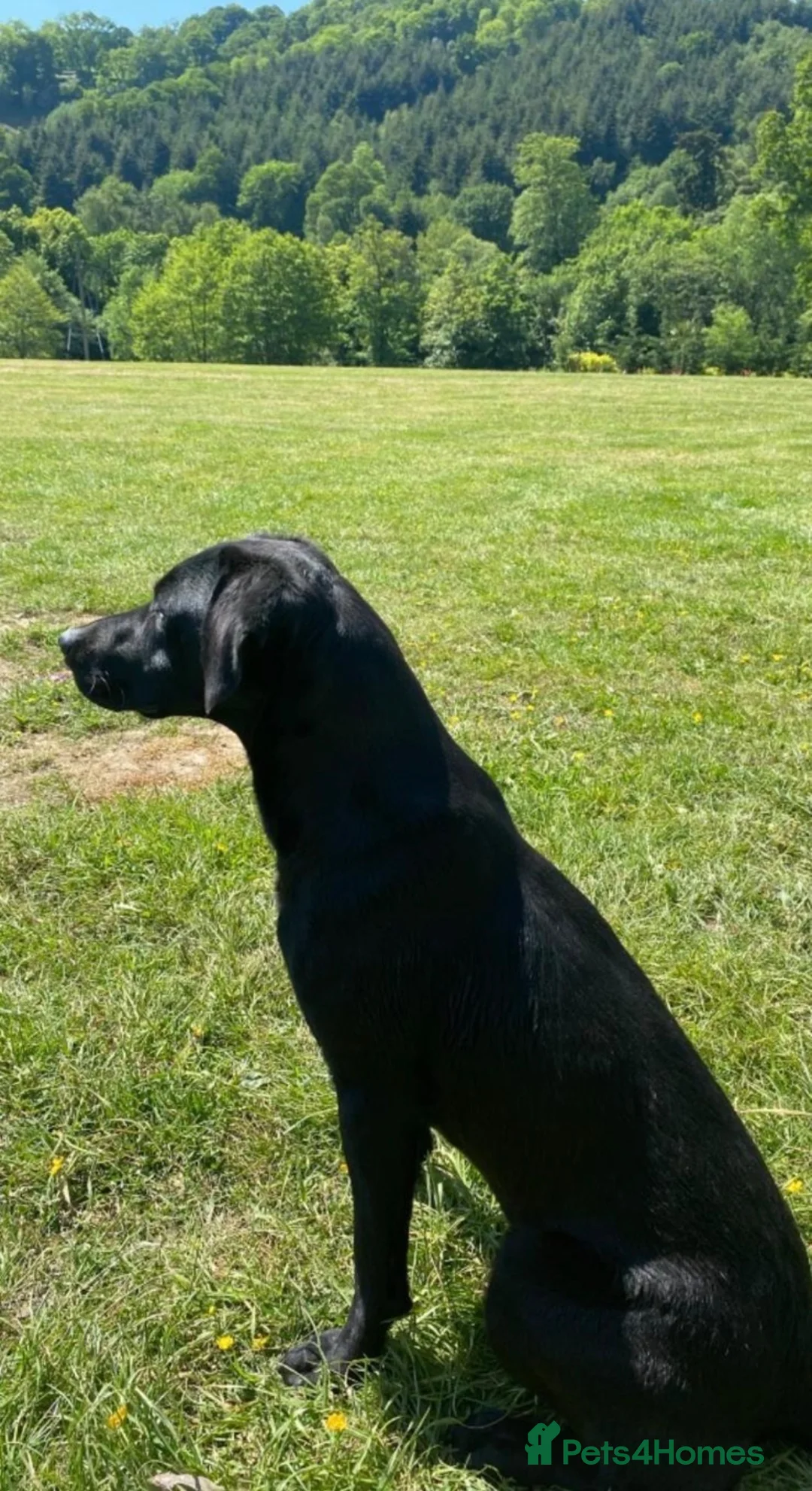 Labrador Retriever dogs for sale: FTCH Drakeshead Labrador boys  in Whiston - Advert 2