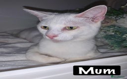 Mixed Breed cats for sale: Beautiful kittens Ready now Open to offers  in Chester - Image 33