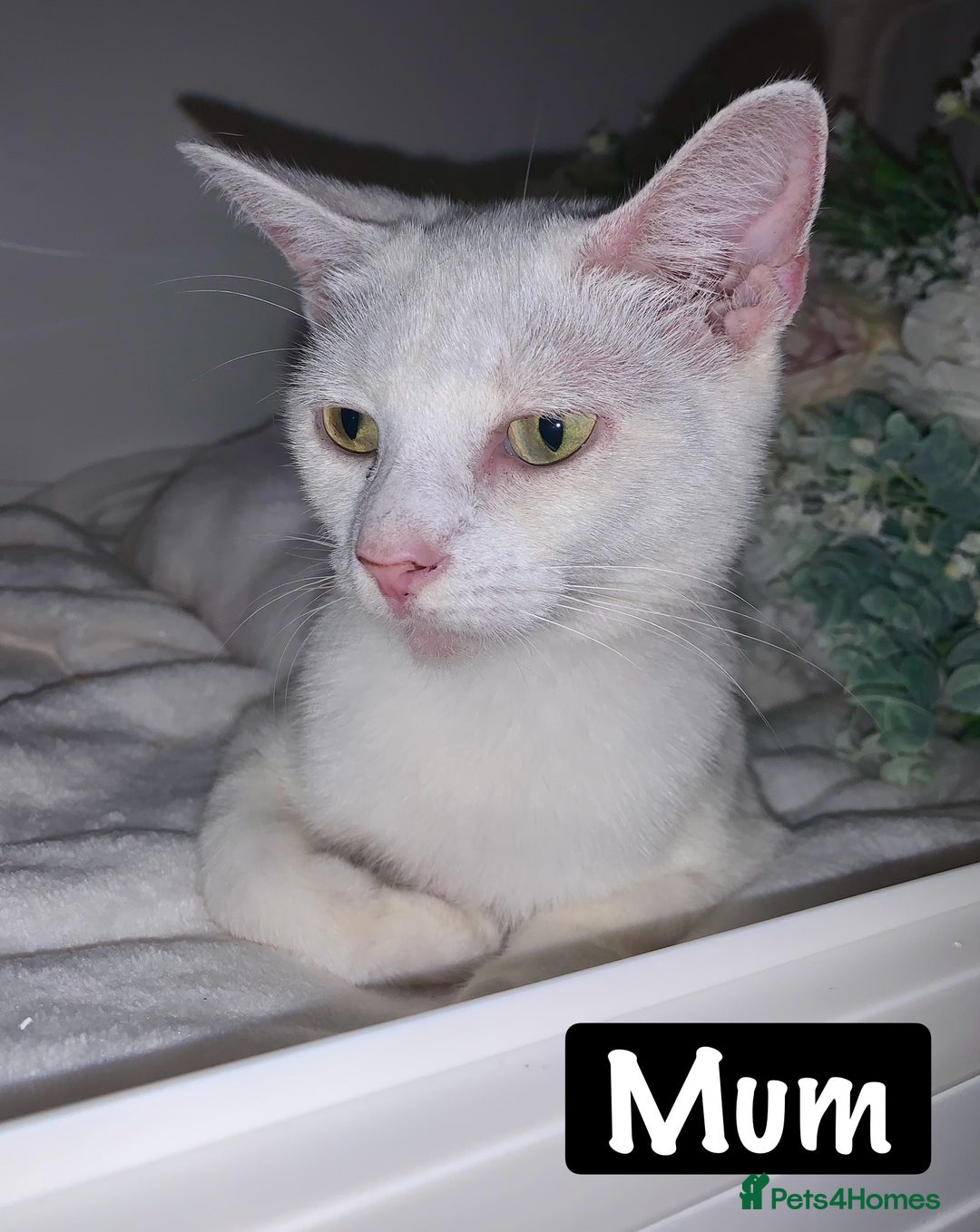 Mixed Breed cats for sale: Beautiful kittens Ready now Open to offers  in Chester - Image 33