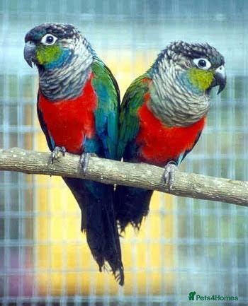 Conures birds Crimson bellied conures hand reared silly tame!  - Advert 1