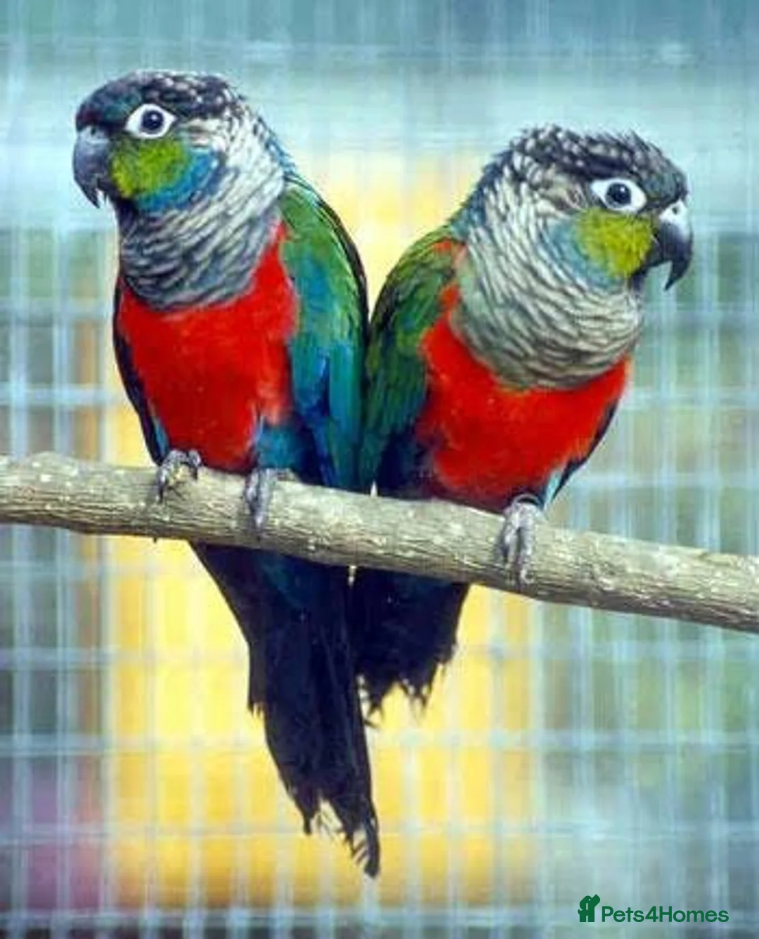 Conures birds for sale: Crimson bellied conures hand reared silly tame!  - Advert 1