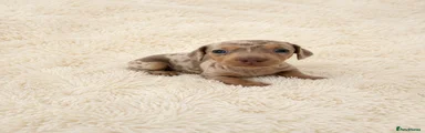 Miniature Dachshund 2