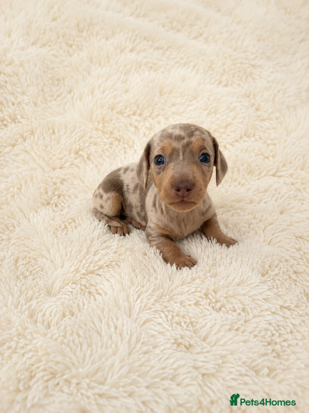 Miniature Dachshund dogs for sale: KC miniature dachshund - Advert 2