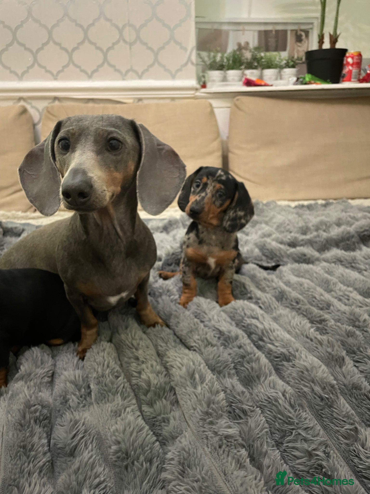 Miniature Dachshund dogs ABSOLUTELY beautiful little puppies - Advert 1