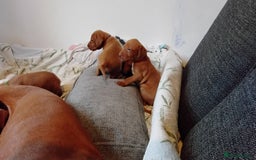 Hungarian Vizsla dogs for sale: 4 adorable Hungarian vizsla BOYS available - Image 32