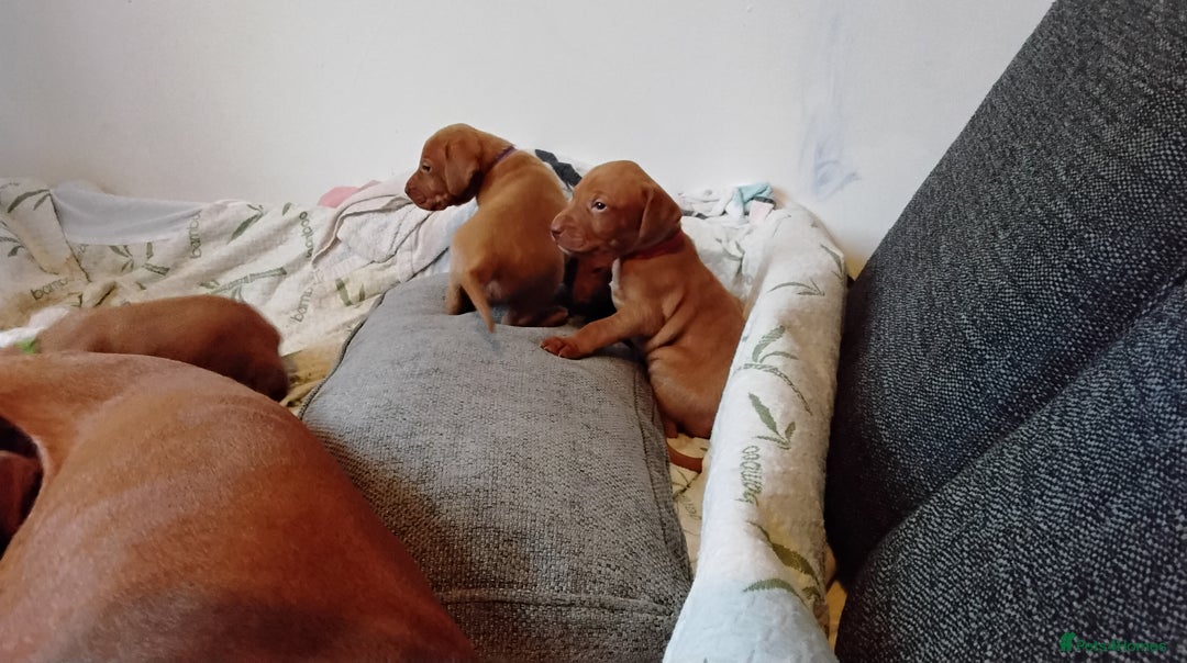 Hungarian Vizsla dogs for sale: 4 adorable Hungarian vizsla BOYS available - Image 32
