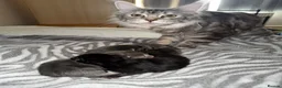 Maine Coon cats for sale: 🐾 BEAUTIFUL MAINE COON KITTENS FOR SALE 🐾 in Margate - Advert 17