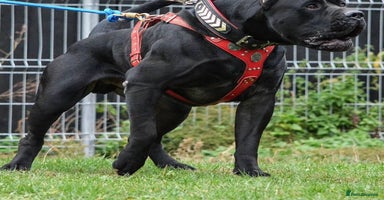 Presa Canario dogs - Advert 16