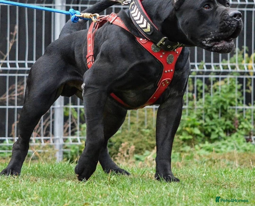 Presa Canario dogs for sale: Presa canario puppies (recognised breeder) - Image 3