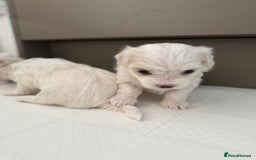 Maltese dogs for sale: 5 Generation KC registered Maltese - Image 4