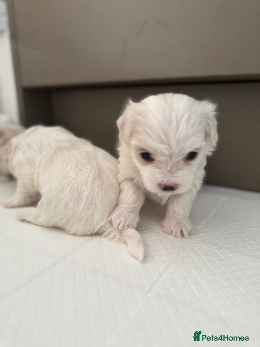 Maltese dogs for sale: 5 Generation KC registered Maltese - Image 4
