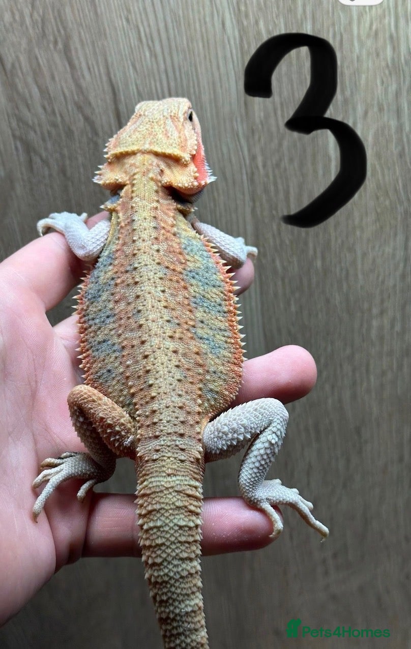 Bearded Dragon reptiles Bearded dragon Male Hypo Trans, Het Zero.  - Advert 15
