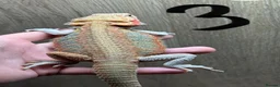Bearded Dragon reptiles for sale: Sold pending collection - Advert 1