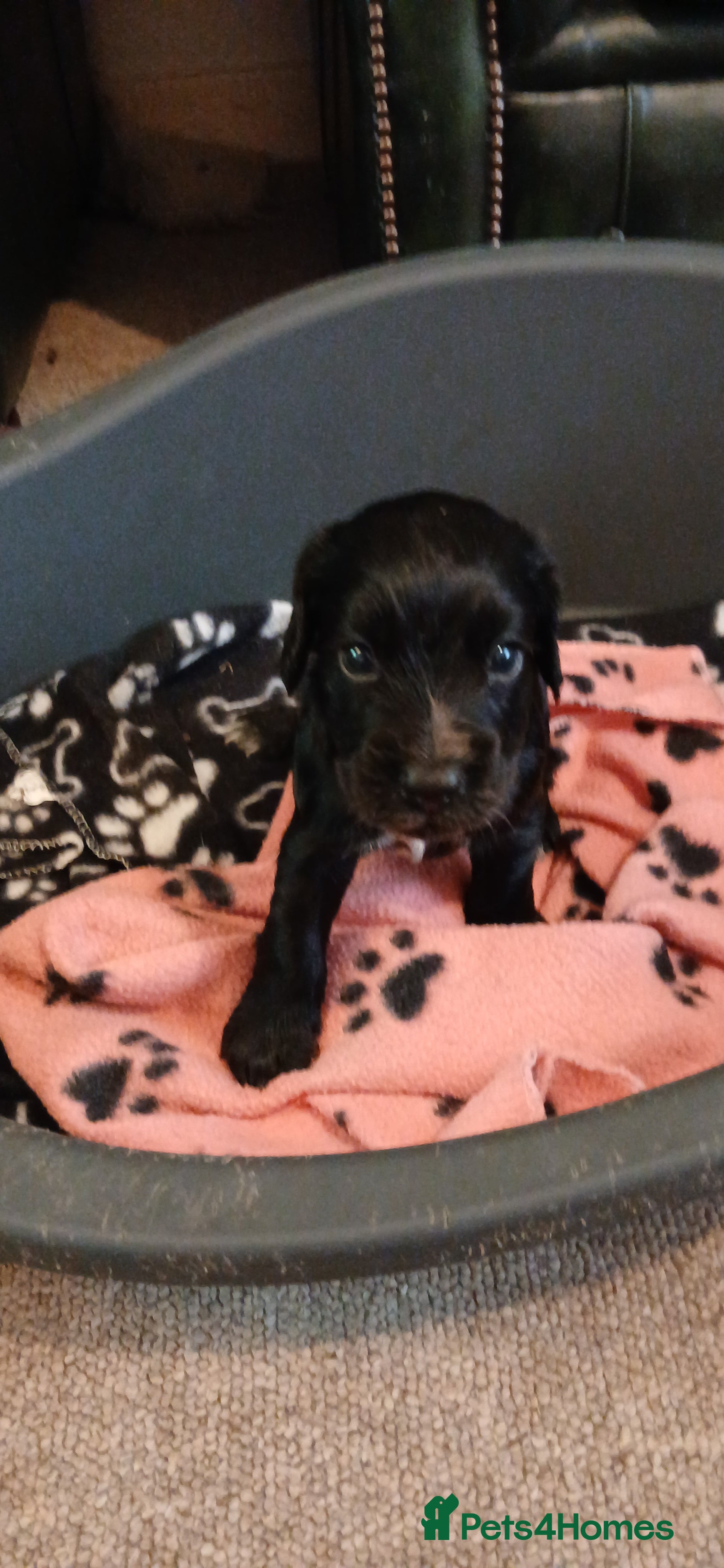 Cocker Spaniel dogs Kc Reg health tested working cocker spaniels  - Advert 2