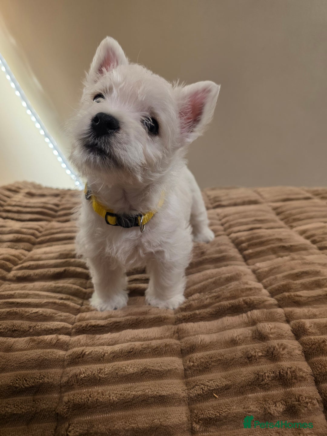West Highland Terrier dogs for sale: Pure Westies Kc registered  - Advert 19
