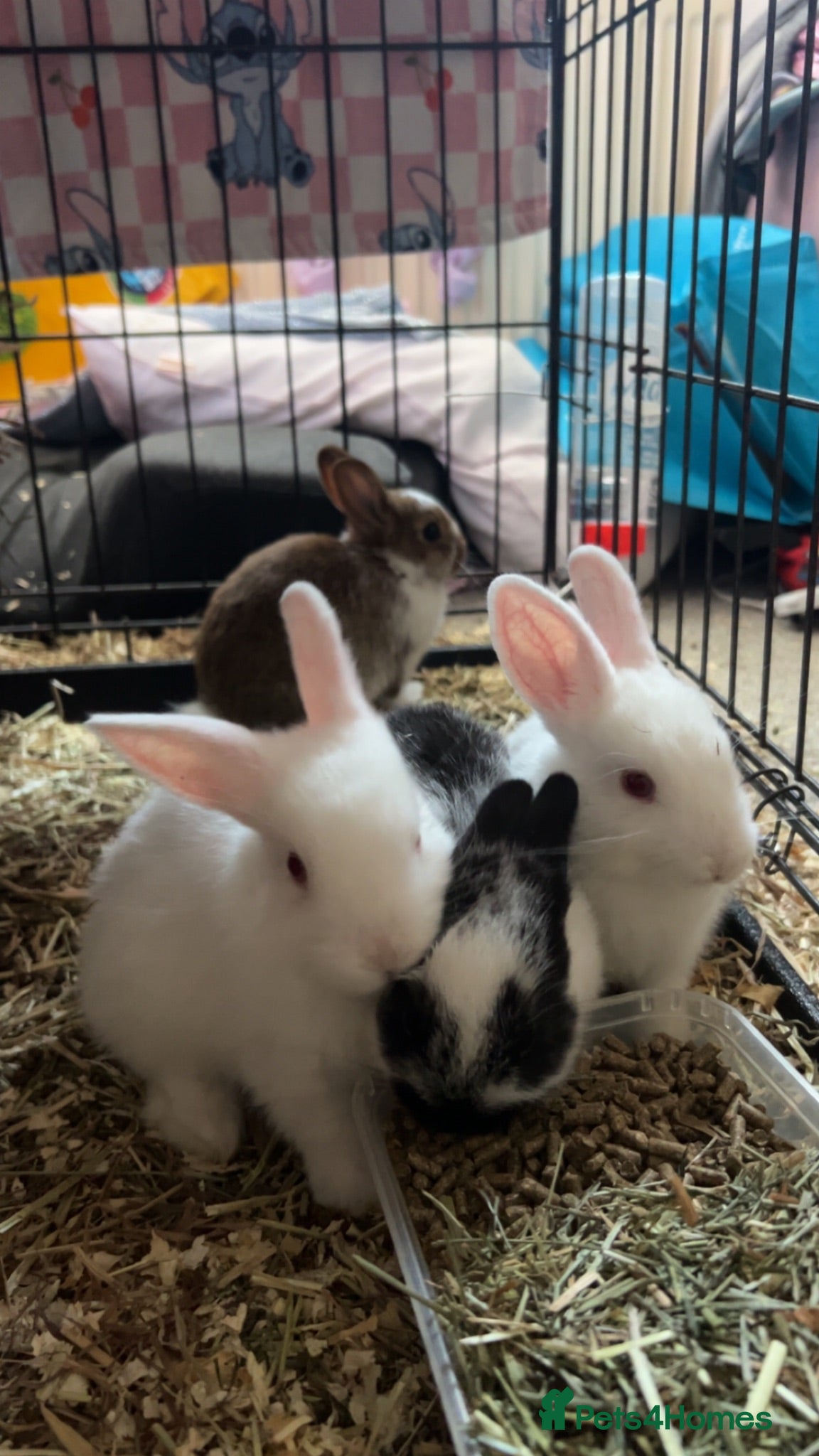 Netherland Dwarf rabbits White female rabbit - Advert 1