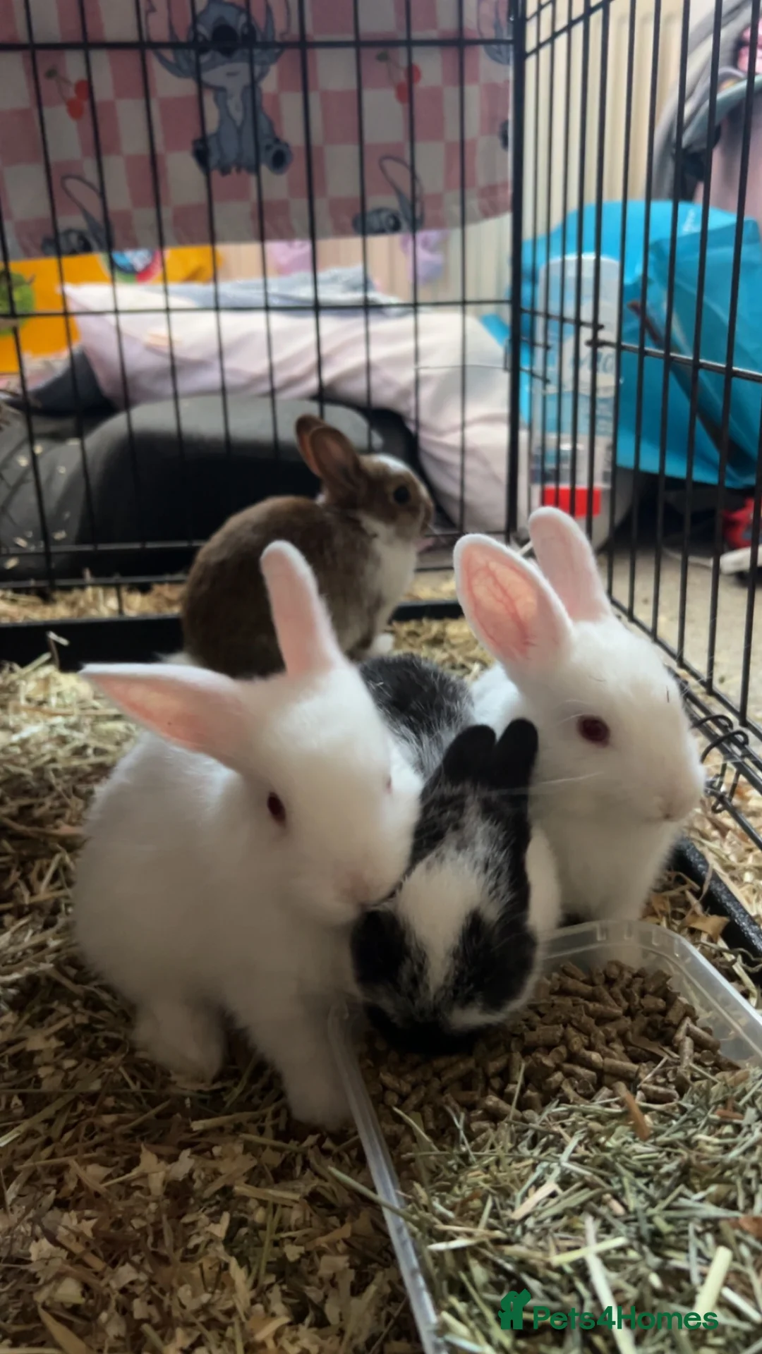 Netherland Dwarf rabbits for sale: White female rabbit in Shipley - Advert 1