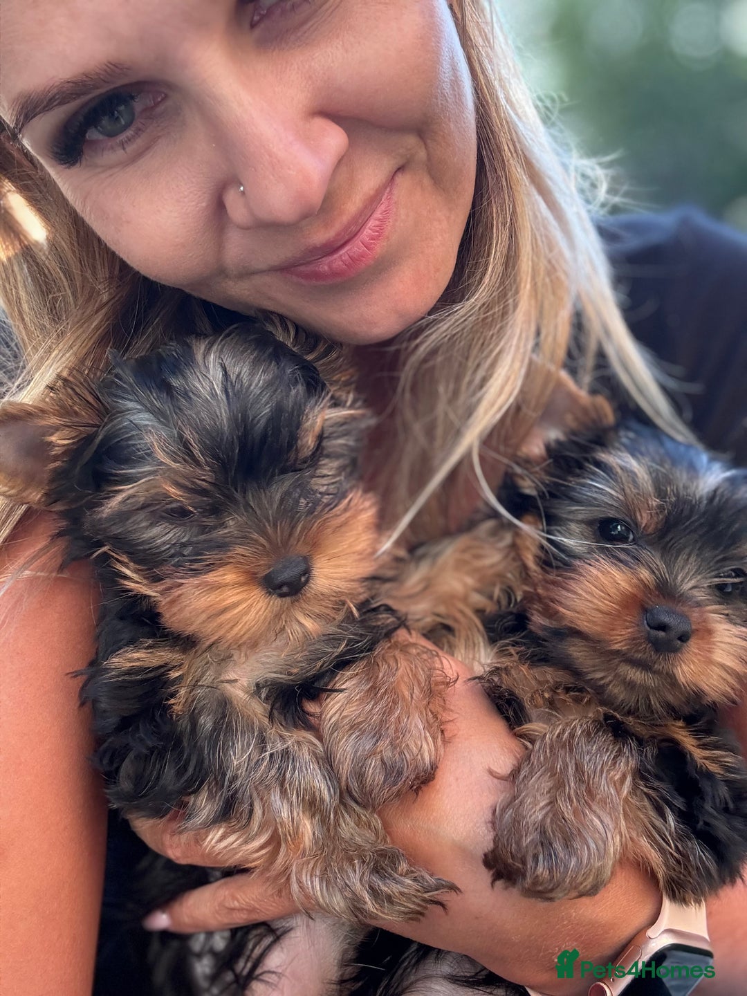 Yorkshire Terrier dogs for sale: Last girl ready🥰 Pedigree Yorkshire Terrier Puppy - Image 31
