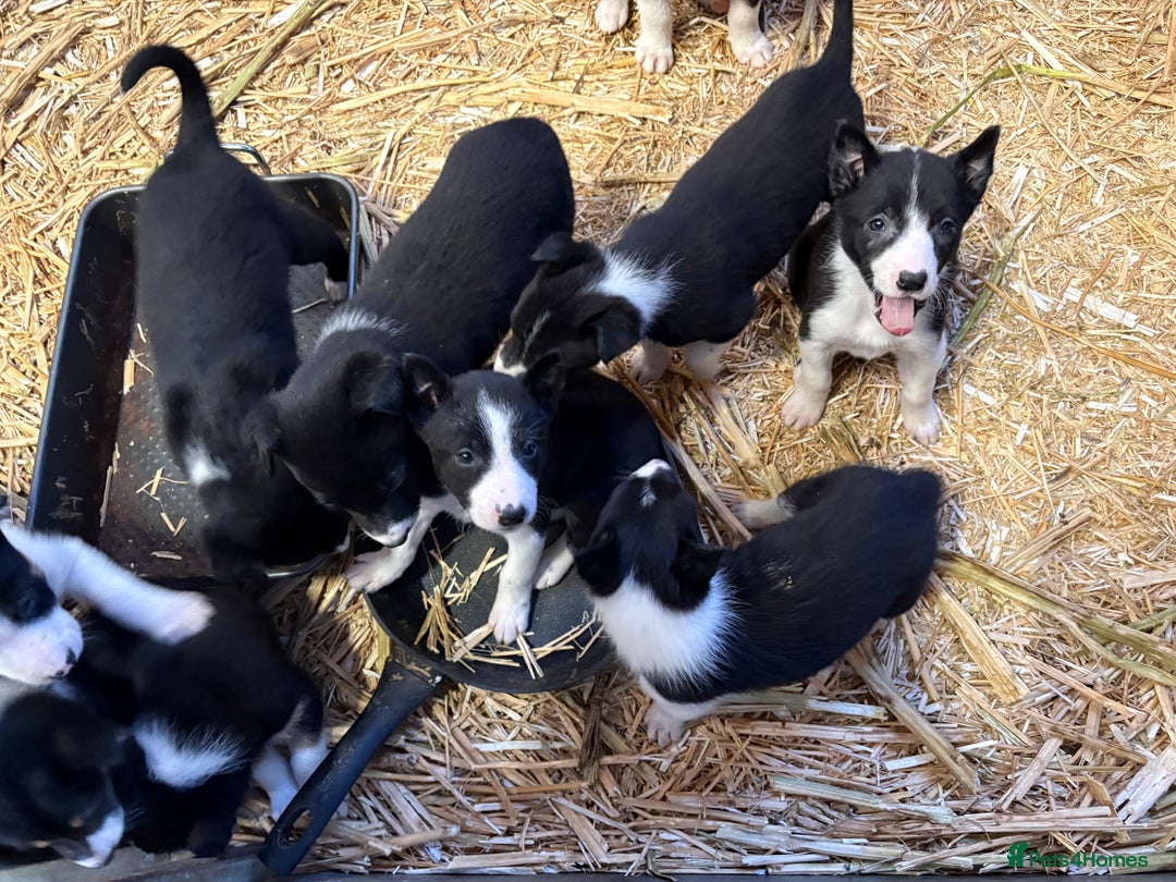 Border Collie dogs for sale: 10 gorgeous puppies for sale - Advert 4